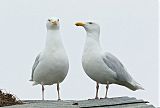 Glaucous Gullborder=